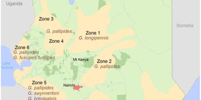Інститут дослідження Кенії і структура оплати зіставлення 